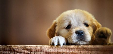 Puppy nail trimming video