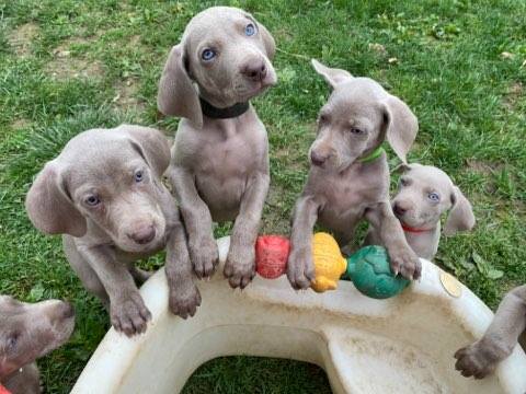 Bringing Home a New Puppy?