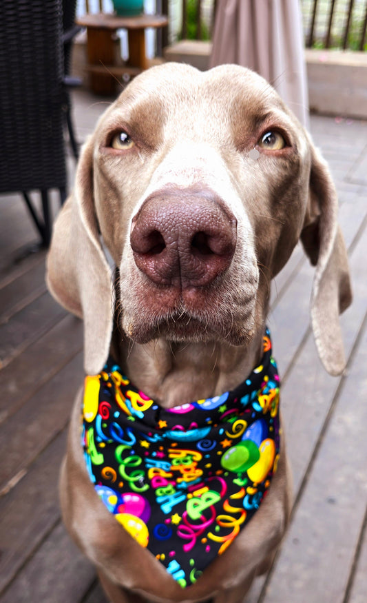 Birthday bandanas for dogs on their birthday.