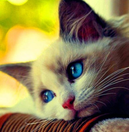 Kitten/Cat Starter Kit