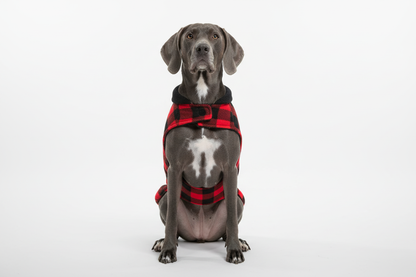 Gray dog wearing red and black buffalo plaid back-only jacket