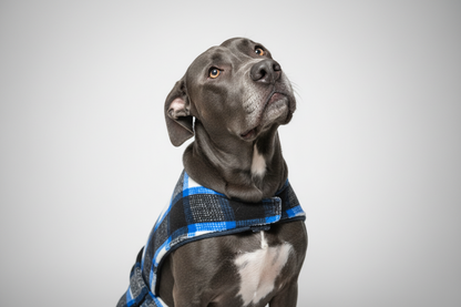 Custom Fleece Dog Vest